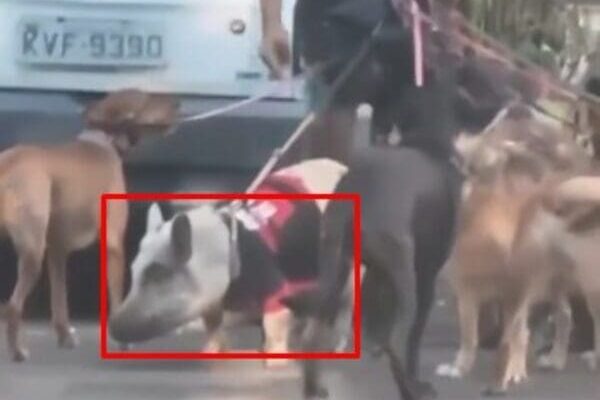 Adestrador viraliza após ser flagrado passeando com porco de estimação (1)