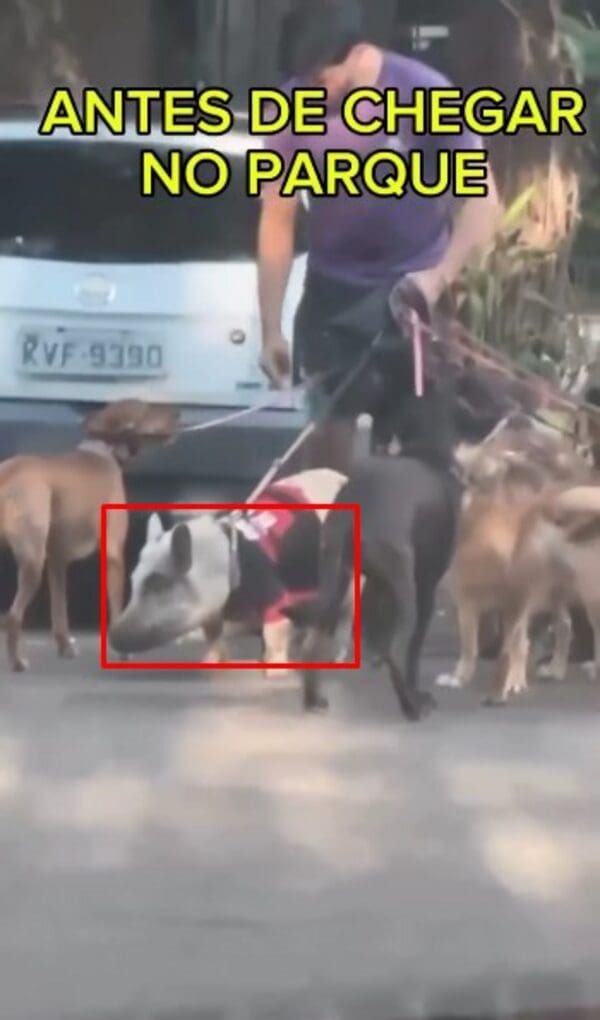 Adestrador viraliza após ser flagrado passeando com porco de estimação (1)