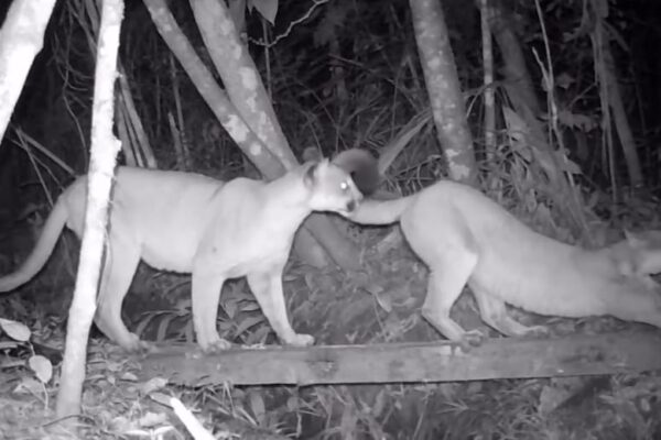 Animais selvagens e silvestres são avistados em Refúgio de Amparo em Nova Friburgo