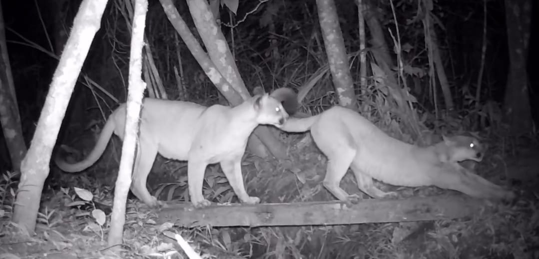 Animais selvagens e silvestres são avistados em Refúgio de Amparo em Nova Friburgo