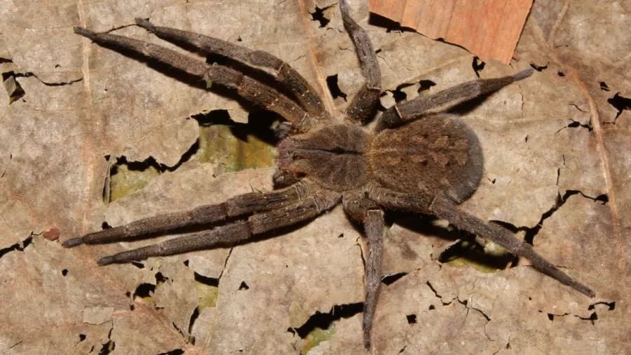 Aranha Armadeira é uma das mais venenosas do mundo - Rogerio Bertani - Instituto Butantan.png