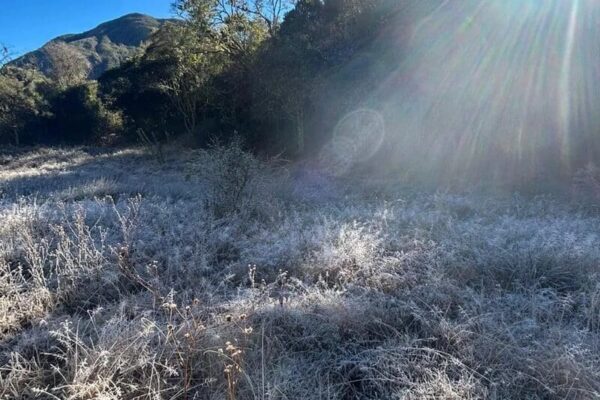 Arquivo - Geada no Parque Estadual dos Três Picos em Nova Friburgo em 2024 com recorde de temperatura