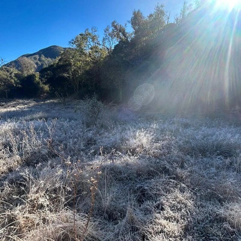 Arquivo - Geada no Parque Estadual dos Três Picos em Nova Friburgo em 2024 com recorde de temperatura