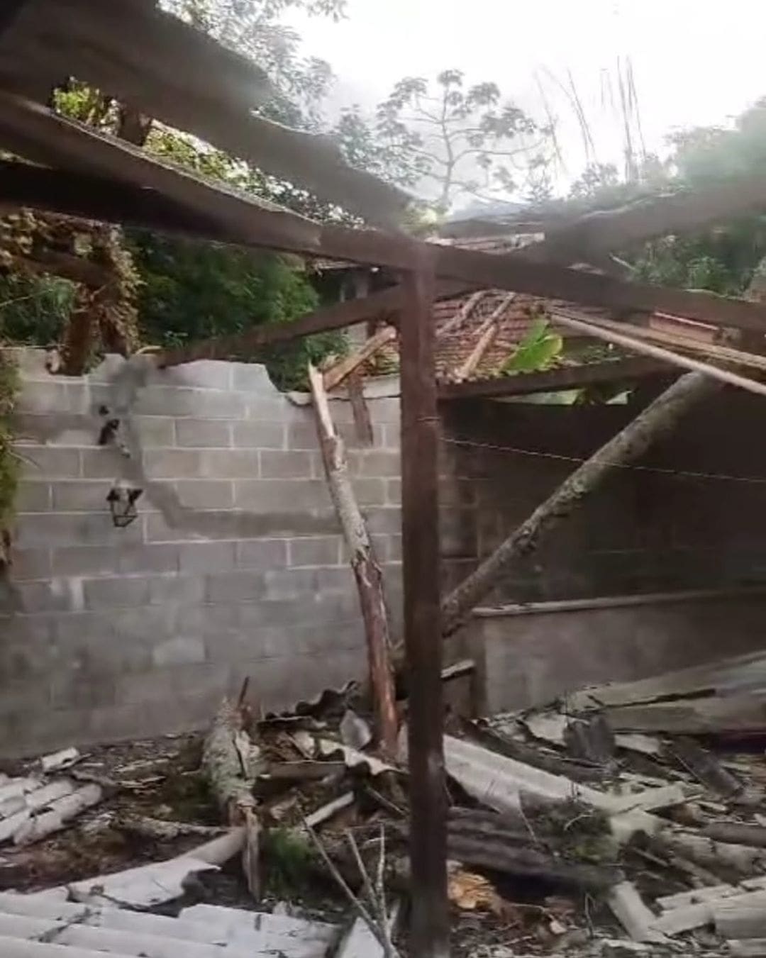 Árvore cai e destrói casa na Ponte da Saudade em Nova Friburgo