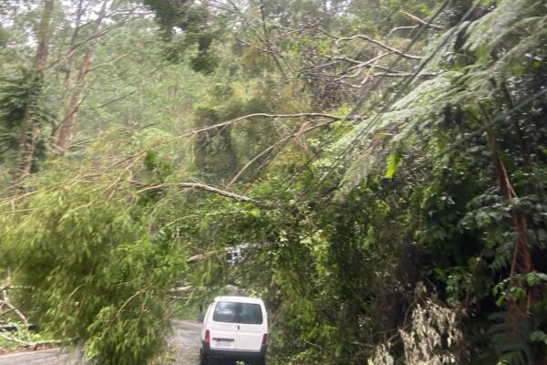 Árvore cai na RJ 142 conhecida como Serramar na altura de Lumiar em Nova Friburgo (2)