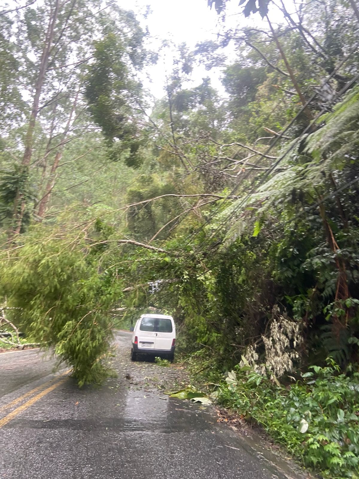 Árvore cai na RJ 142 conhecida como Serramar na altura de Lumiar em Nova Friburgo (2)