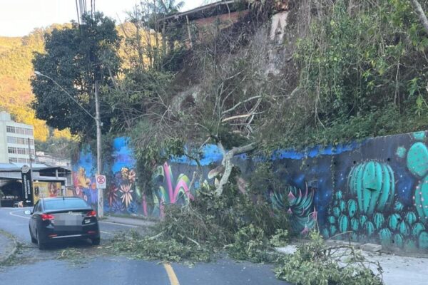 Árvore cai na Rua Augusto Spinelli no Centro de Nova Friburgo