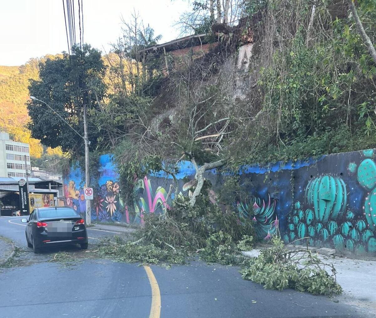 Árvore cai na Rua Augusto Spinelli no Centro de Nova Friburgo