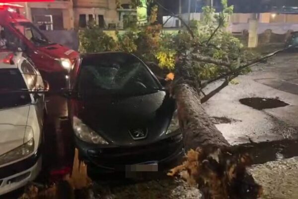 Árvore cai na Rua General Glicério em Laranjeiras — Foto Reprodução