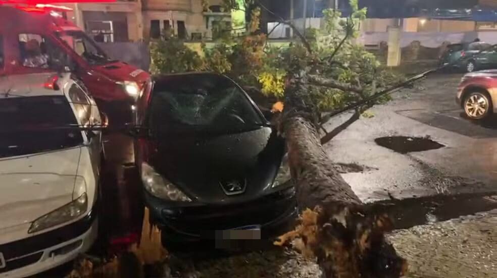 Árvore cai na Rua General Glicério em Laranjeiras — Foto Reprodução