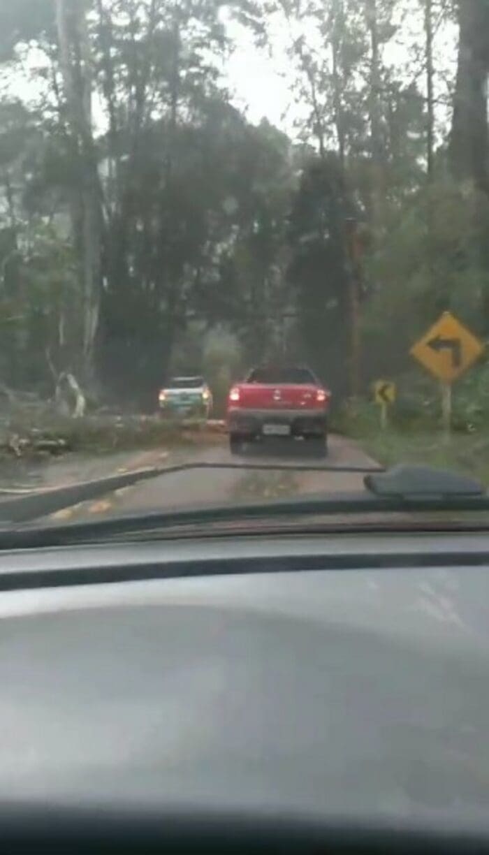 Árvore cai na estrada Mury x Lumiar em Nova Friburgo e trânsito está interditado
