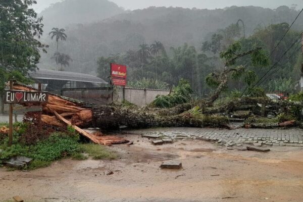 Árvore gigantesca cai em cima de carro e fiação em Lumiar - Nova Friburgo