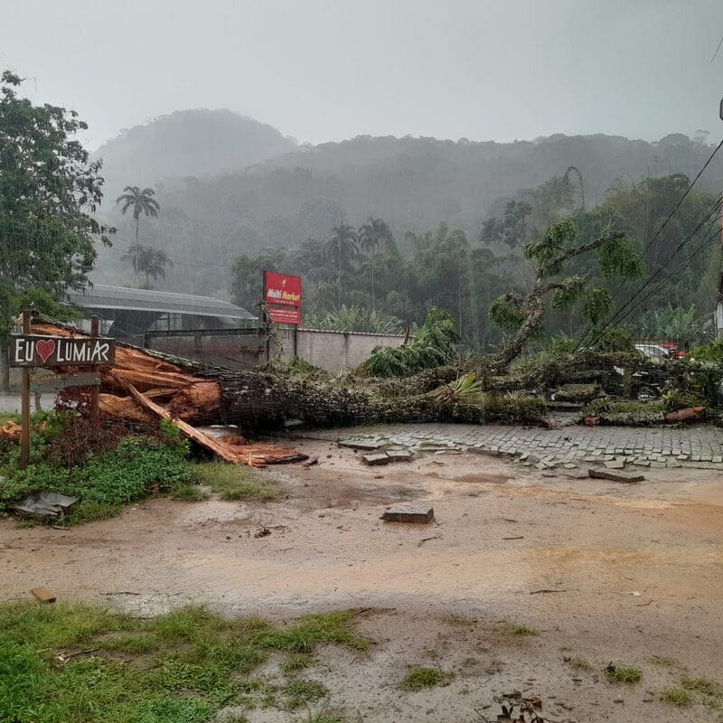 Árvore gigantesca cai em cima de carro e fiação em Lumiar - Nova Friburgo