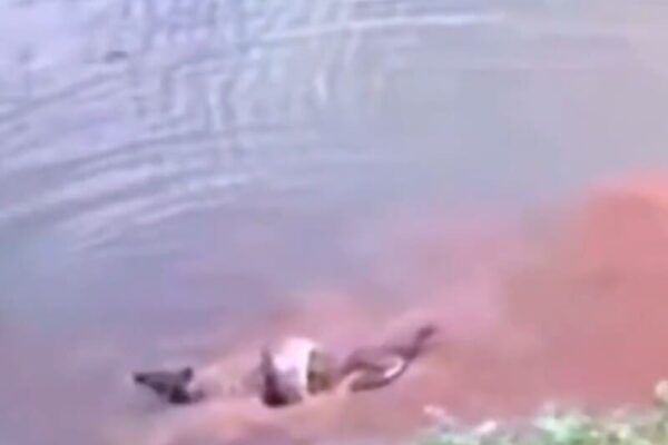 Ataque de sucuri a capivara em Sinop-MT foi filmado e viralizou nas redes sociais