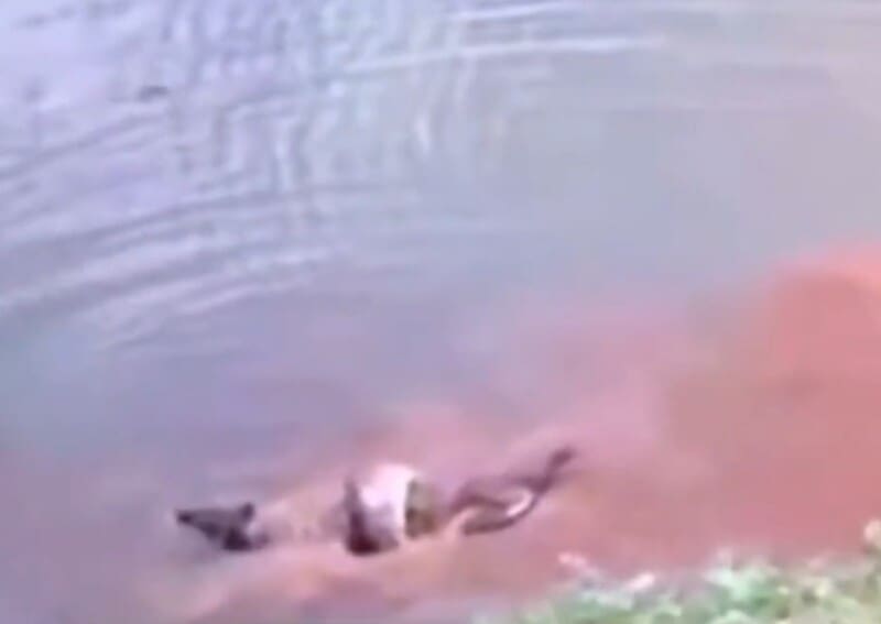 Ataque de sucuri a capivara em Sinop-MT foi filmado e viralizou nas redes sociais