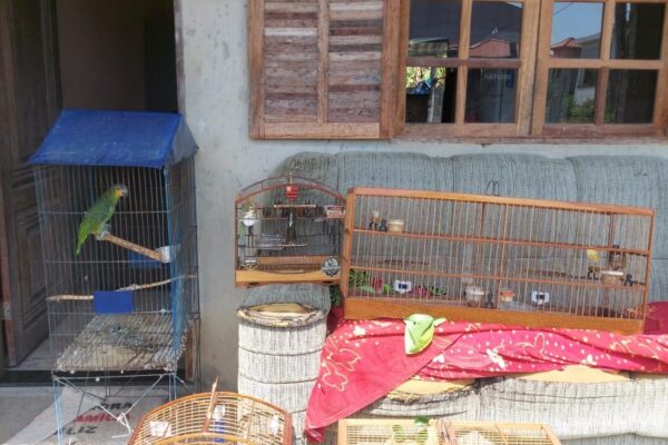 Aves Silvestres são apreendidas após serem comercializadas ilegalmente em São Pedro da Aldeia e Bom Jardim