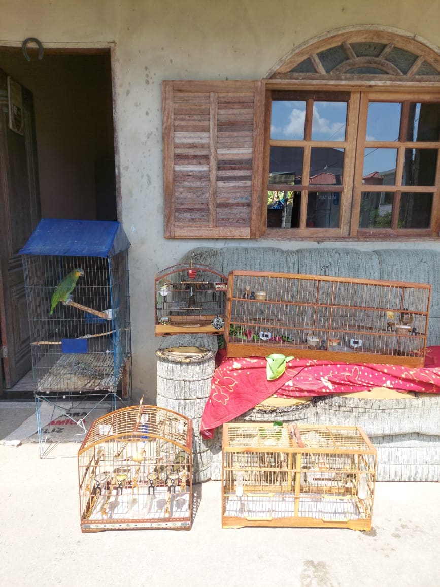 Aves Silvestres são apreendidas após serem comercializadas ilegalmente em São Pedro da Aldeia e Bom Jardim