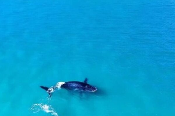 Baleia Jubarte chega a Arraial do Cabo, no Rio de Janeiro e dança na Praia Grande