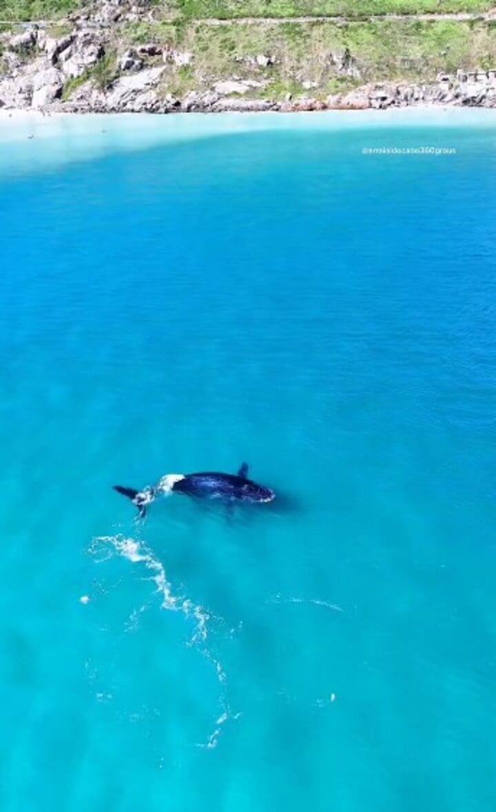 Baleia Jubarte chega a Arraial do Cabo, no Rio de Janeiro e dança na Praia Grande