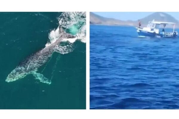 Baleia jubarte se enrosca e arrasta embarcação em Arraial do Cabo