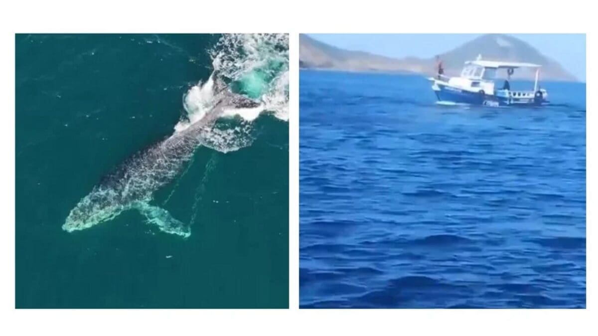 Baleia jubarte se enrosca e arrasta embarcação em Arraial do Cabo