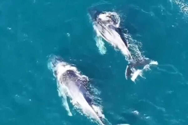 Baleias em Arraial do Cabo-RJ dão show em passagem pela costa do Rio de Janeiro