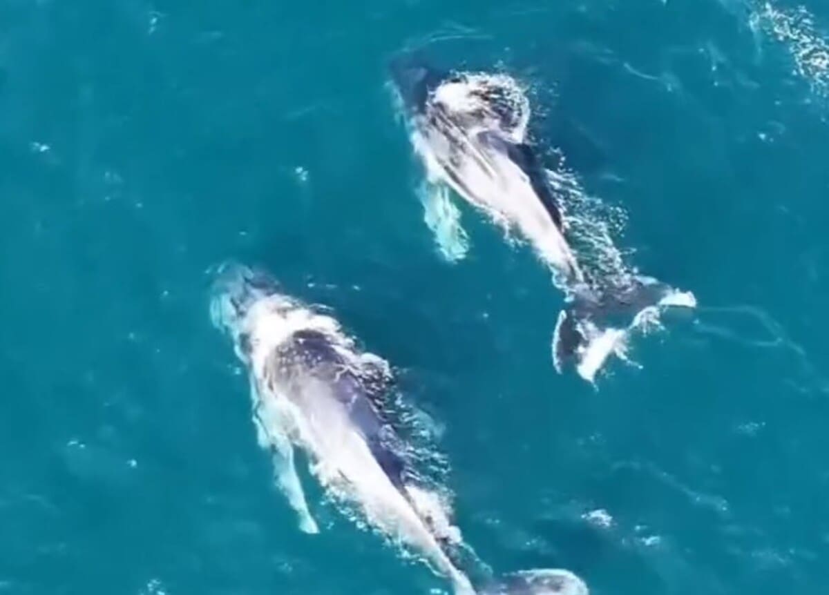 Baleias em Arraial do Cabo-RJ dão show em passagem pela costa do Rio de Janeiro