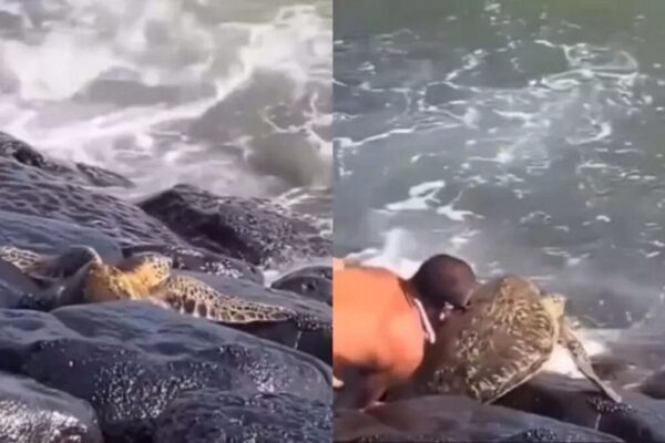 Banhista salva tartaruga no Estados Unidos e cena viraliza