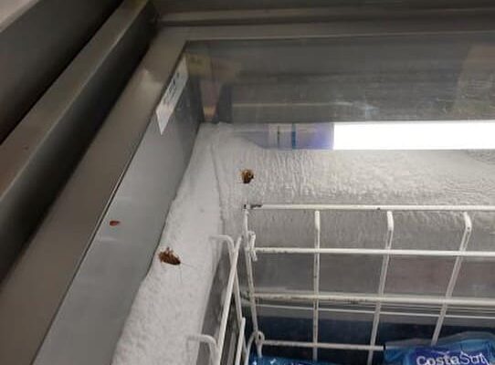 Baratas em supermercado de Nova Friburgo viralizam