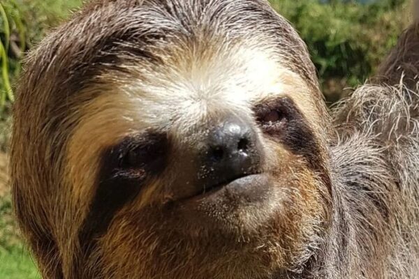 Bicho preguiça é resgatado em Nova Friburgo
