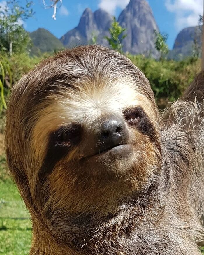 Bicho preguiça é resgatado em Nova Friburgo