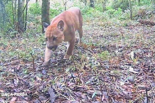 Biólogo afirma que já ficou cara a cara com onça parda em Nova Friburgo e Cachoeiras de Macacu, no Estado do Rio de Janeiro