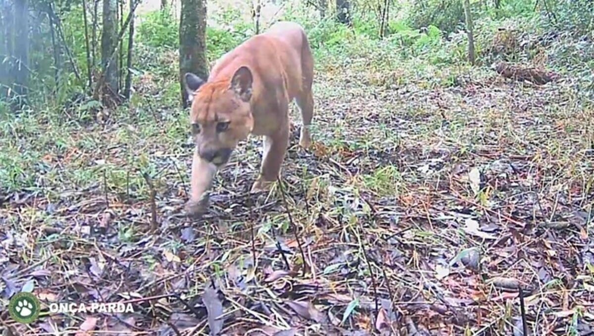 Biólogo afirma que já ficou cara a cara com onça parda em Nova Friburgo e Cachoeiras de Macacu, no Estado do Rio de Janeiro