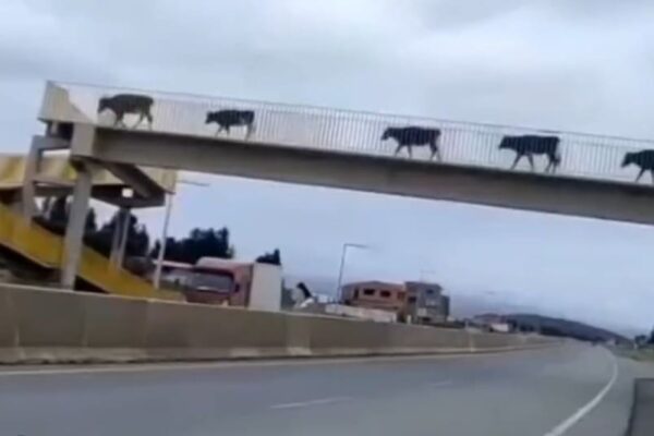 Bois e Vacas atravessam passarela na BR 116, na altura de Seropédica, em segurança