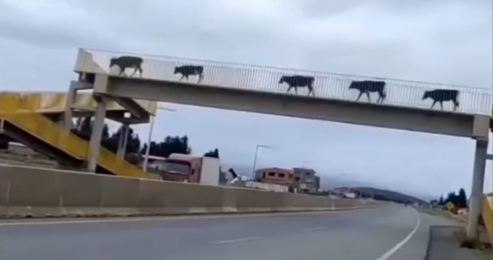 Bois e Vacas atravessam passarela na BR 116, na altura de Seropédica, em segurança