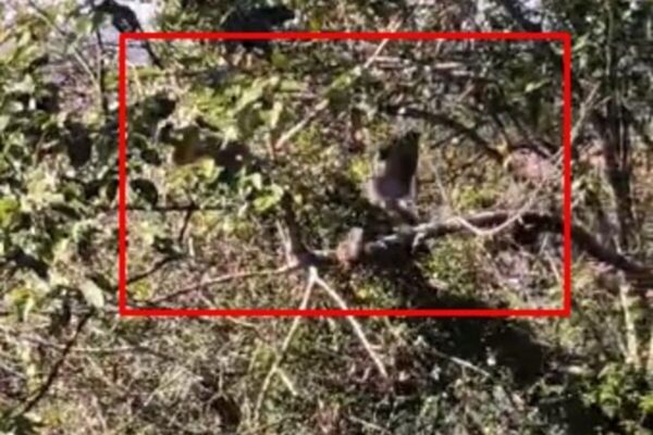 Briga entre saguis e pombos em Nova Friburgo chama atenção