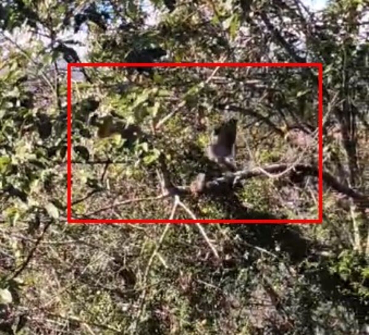 Briga entre saguis e pombos em Nova Friburgo chama atenção