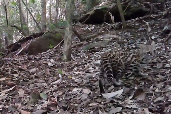 Cachorro do Mato e Jaguatirica ficam bem perto um do outro em Nova Friburgo