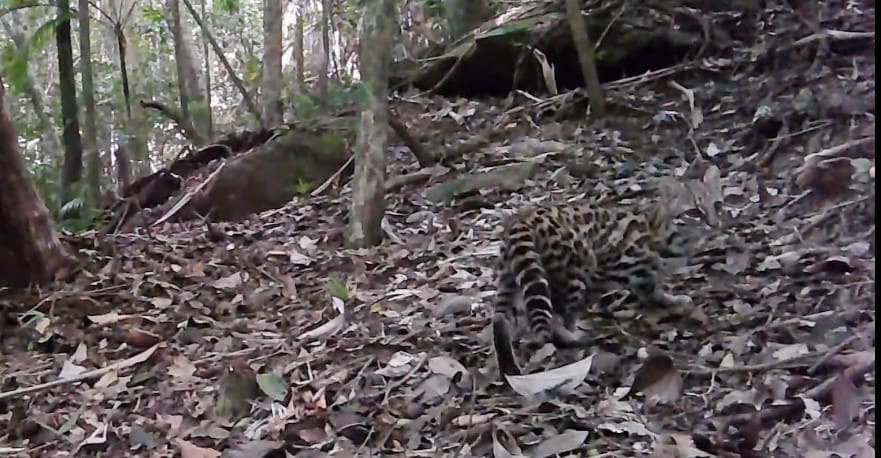 Cachorro do Mato e Jaguatirica ficam bem perto um do outro em Nova Friburgo