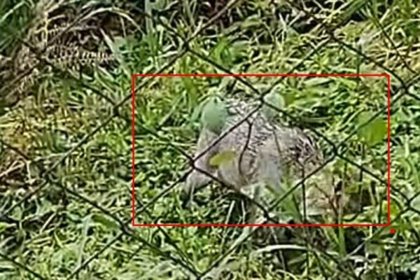 Cachorro do Mato é flagrado por morador do Cascatinha em Nova Friburgo