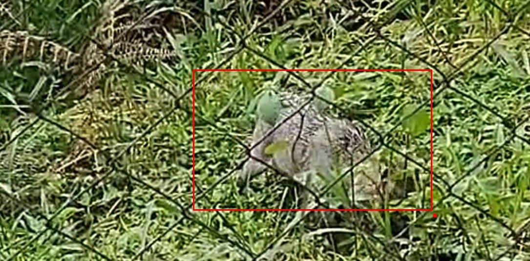 Cachorro do Mato é flagrado por morador do Cascatinha em Nova Friburgo