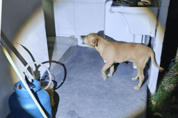 Cachorro é resgatado em Nova Friburgo após sequência de maus tratos