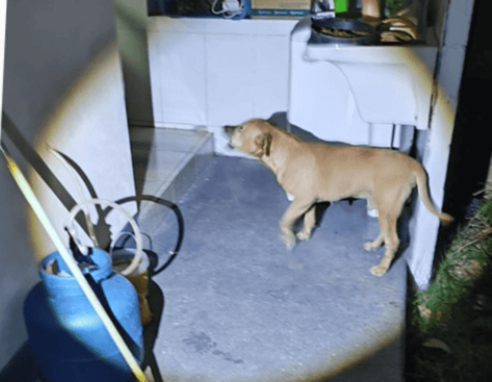 Cachorro é resgatado em Nova Friburgo após sequência de maus tratos