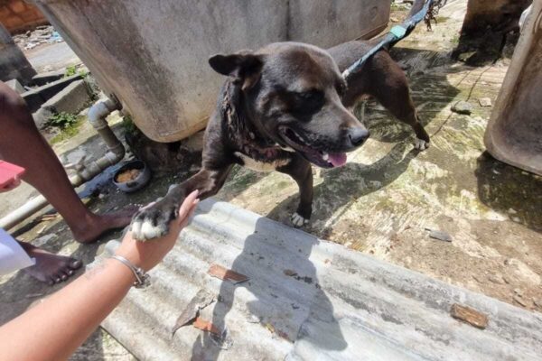 Cachorro foi resgatado após denúncias de maus tratos em Nova Friburgo