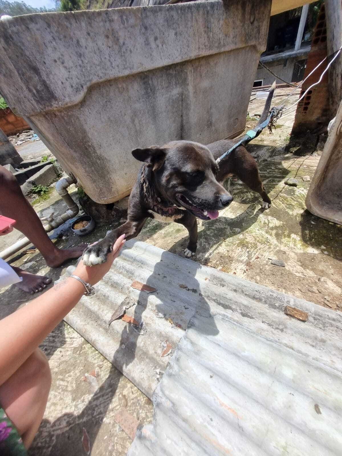 Cachorro foi resgatado após denúncias de maus tratos em Nova Friburgo