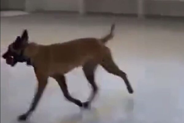 Cão farejador encontra drogas em escola e unidade de saúde no complexo da Maré no Rio de Janeiro