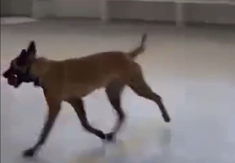 Cão farejador encontra drogas em escola e unidade de saúde no complexo da Maré no Rio de Janeiro
