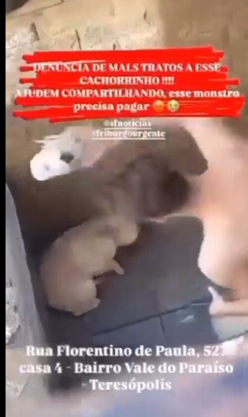 Cãozinho é agredido de forma brutal em Teresópolis