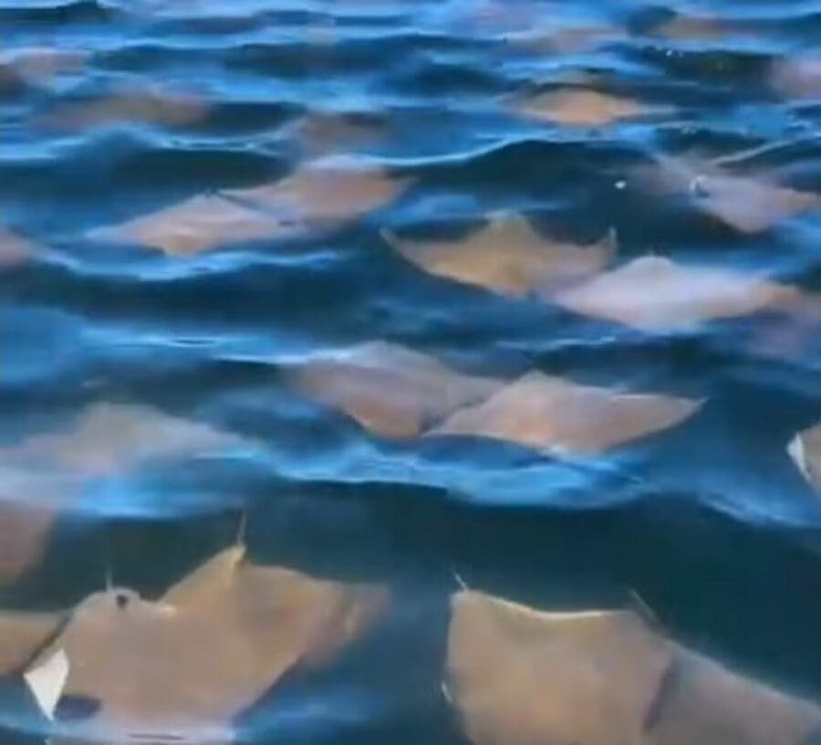 Cardume de Arraias é avistada na Praia do Leme no Rio de Janeiro - Reprodução Instagram