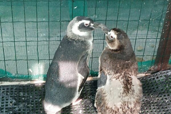 Casal Lilica e Cenourinha - Pinguins estão no Centro de Reabilitação encantam biólogos em Saquarema